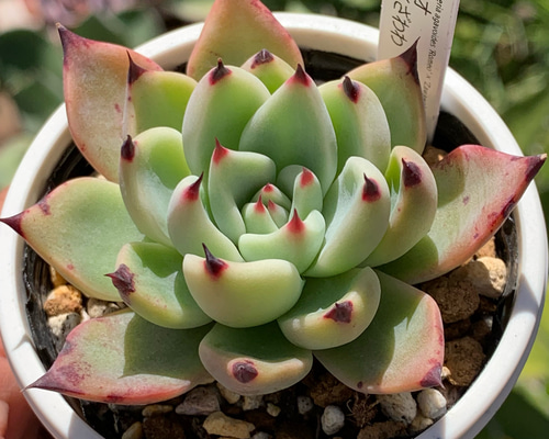 ロメオ×ざわわ　ブランデティ×ざわわ　ざわわ×沙羅姫牡丹　他おらいさん　多肉植物 ロメオ×ざわわ ブランデティ×ざわわ ざわわ×沙羅姫牡丹 他おらいさん