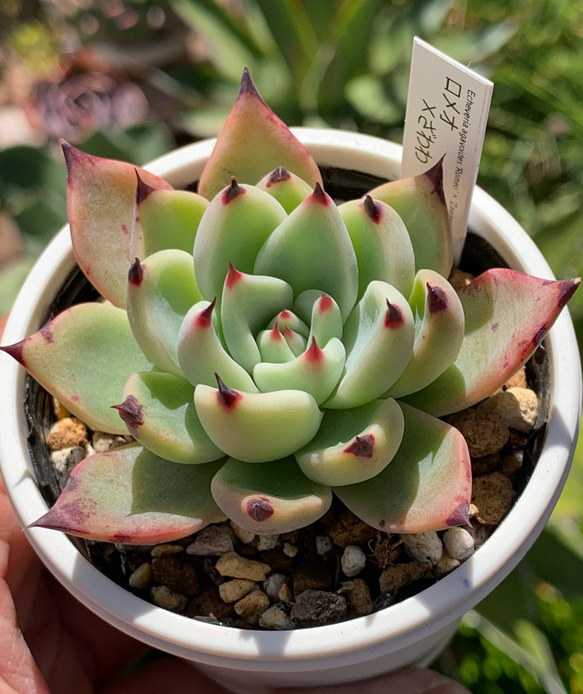 人気レア品種！☆ロメオ×ざわわ 多肉植物 自家栽培 国産 多肉植物 美