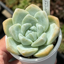 人気品種！☆アイシーグリーン 多肉植物 自家栽培 国産 多肉植物 美
