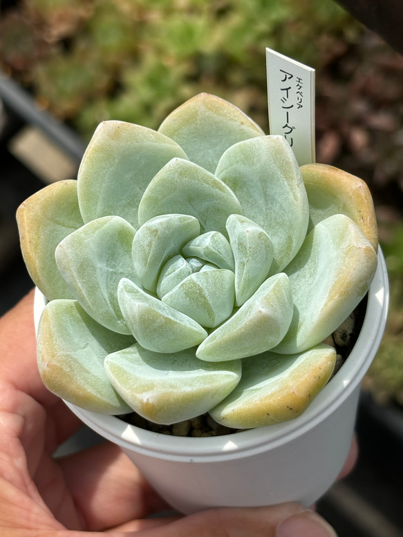 人気品種！☆アイシーグリーン 多肉植物 自家栽培 国産 多肉植物 美