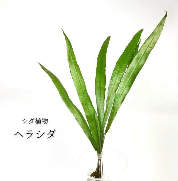 ヘラシダ（シダ植物） 1枚目の画像