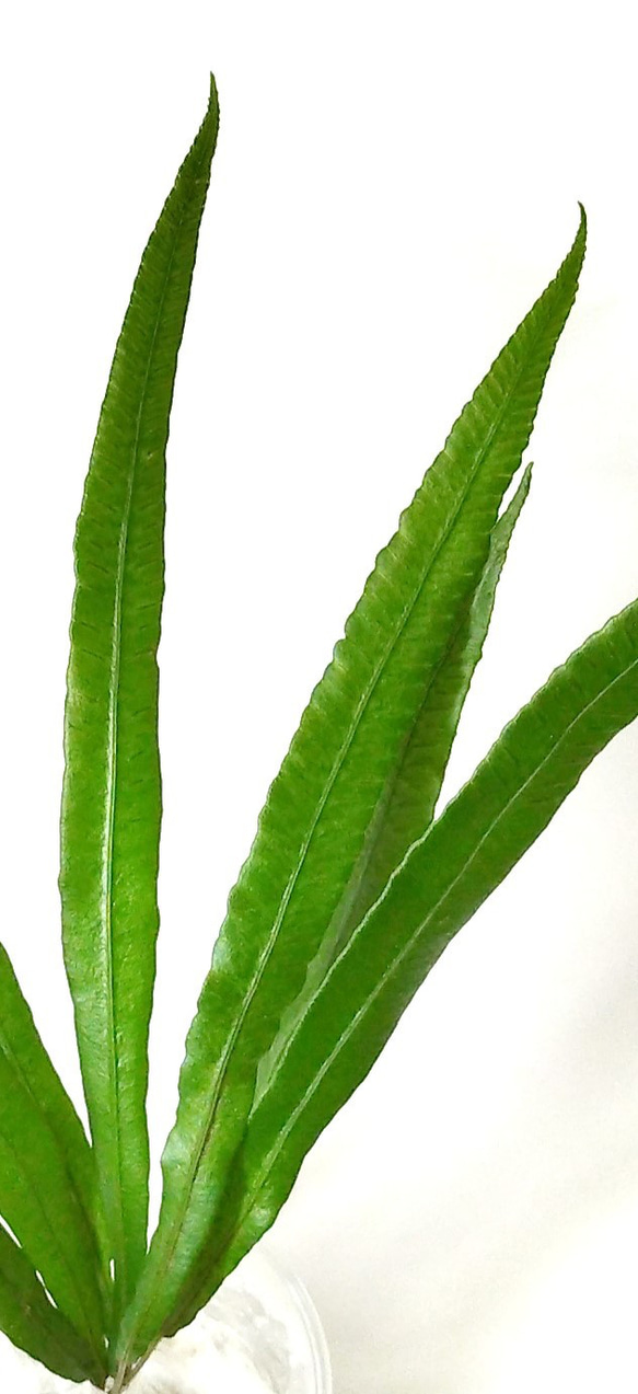 ヘラシダ（シダ植物） 3枚目の画像