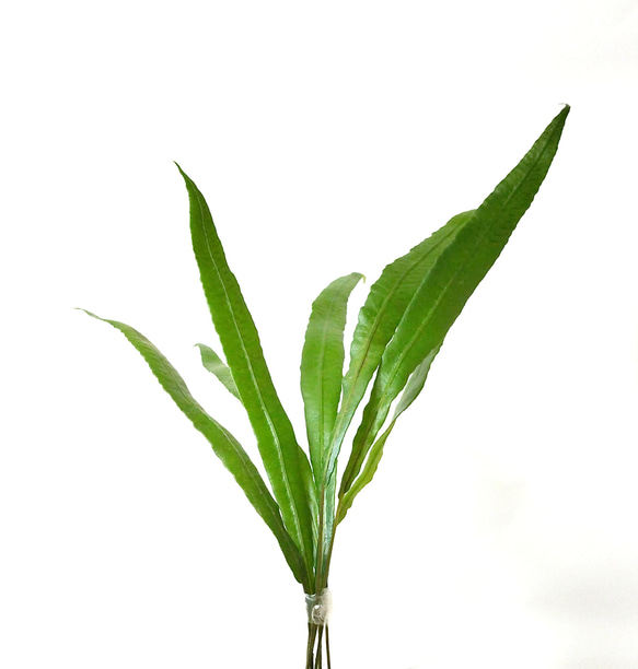 ヘラシダ（シダ植物） 4枚目の画像