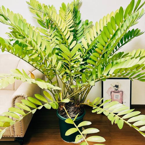 現品］☆大迫力！☆ ザミア メキシコソテツ 観葉植物 大型 室内