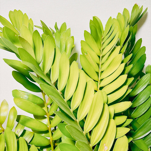 現品］☆大迫力！☆ ザミア メキシコソテツ 観葉植物 大型 室内