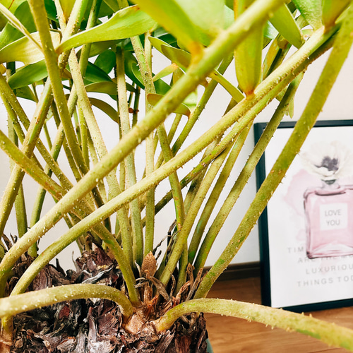 現品］☆大迫力！☆ ザミア メキシコソテツ 観葉植物 大型 室内