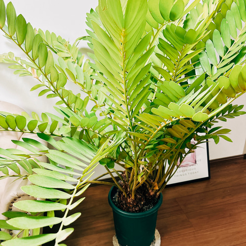 ソテツ　メキシコ　ソテツ　2 観葉植物 メキシコ ソテツ | まるで翼のようなザミア フルフラケアの