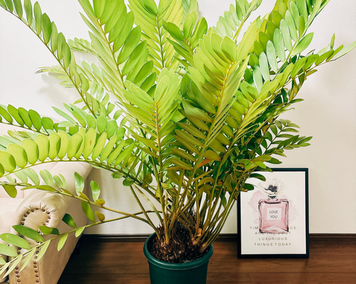 ザミア　プミラ　メキシコソテツ【現品】観葉植物　大型　10号 e74a00504da5dbb9ec6b162c6d5fa5