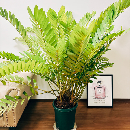 大型　良株　ザミア　　多頭　メキシコソテツ　10号　611 大型 良株 ザミア 多頭 メキシコソテツ 10号 611 - メルカリ