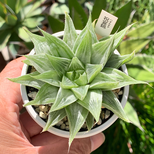 レア品種！☆祝宴錦 多肉植物 自家栽培 国産 多肉植物 美✴︎taniku