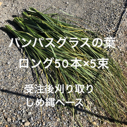 【限定】パンパスグラスの葉　半フレッシュ 5束 250本 90～150cm ＊しめ縄土台 正月飾り 1枚目の画像