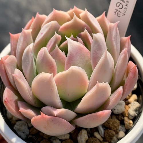 人気レア品種！☆風の花 多肉植物 自家栽培 国産 多肉植物 美
