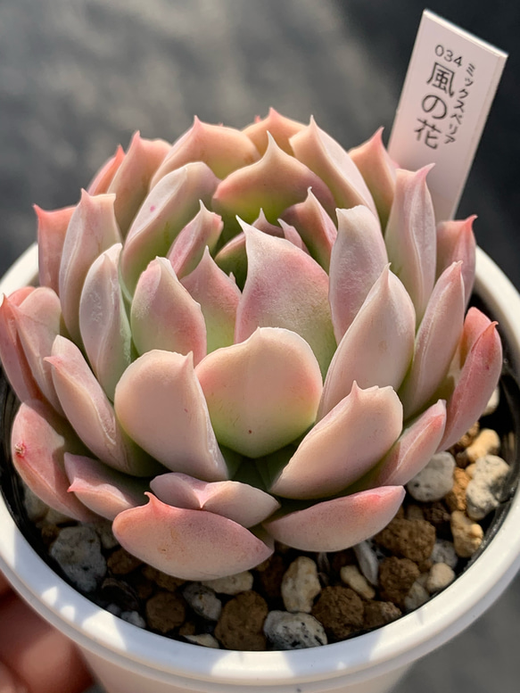 人気レア品種！☆風の花 多肉植物 自家栽培 国産 多肉植物 美