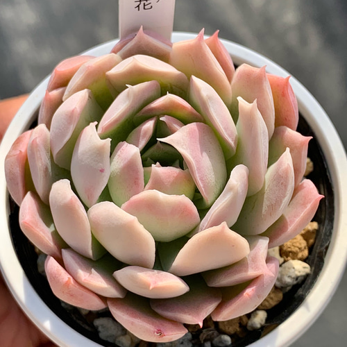 人気レア品種！☆風の花 多肉植物 自家栽培 国産 多肉植物 美