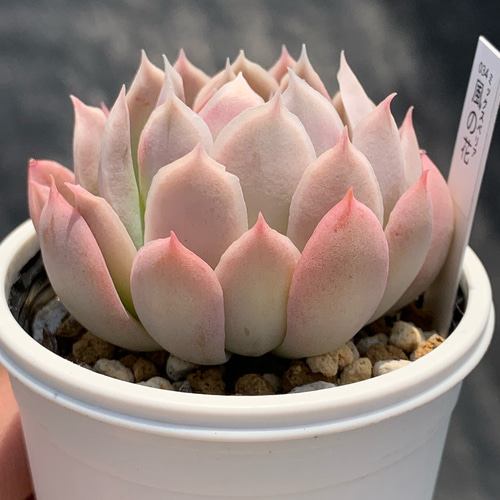人気レア品種！☆風の花 多肉植物 自家栽培 国産 多肉植物 美