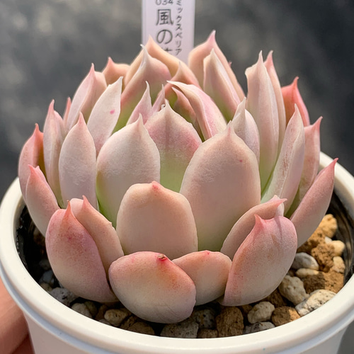 写真3-5枚目！　ペラルゴニウム　クラシカウレ　エキゾチカ　超レア！　多肉植物 人気レア品種！☆風の花 多肉植物 自家栽培 国産 多肉植物 美