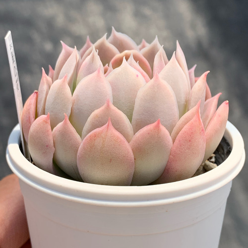 多肉植物  レア品種 Let's Be レアな多肉植物 希少品種の特徴・購入のポイント | 農家web