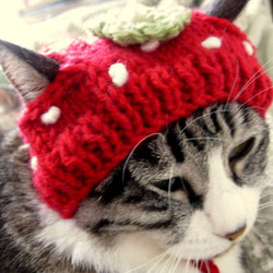 ౨ৎ︎ ♡♡いちごいっぱい！♡♡ ౨ৎ︎ふんわりホワホワఇ◝ ̫ ◜ఇ♡ねこ耳ニット帽 Amazon.co.jp: 猫耳 レディース 白 帽子 ピンク 毛糸 ニット