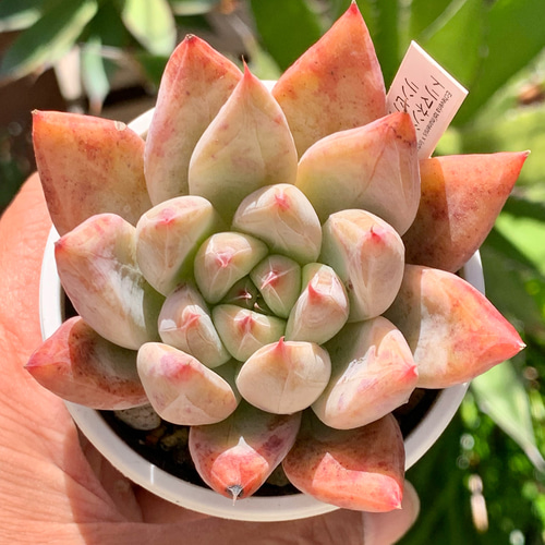 人気レア品種!☆トリマネンシス×リンゼアナ 多肉植物 自家栽培 人気レア品種!☆トリマネンシス×リンゼアナ 多肉植物 自家栽培