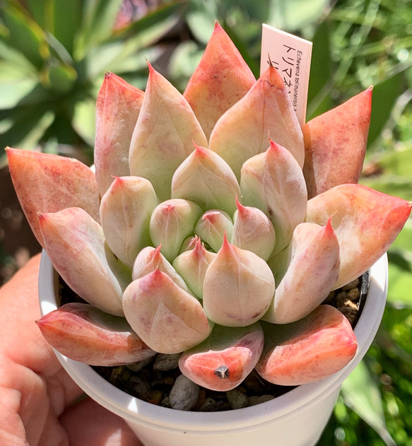 ラスト10 カリフォルニア輸入 SAMリンゼアナNo.5 希少 多肉植物