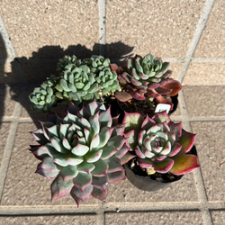 多肉・ブルーシャトー その他素材 tamosa4 通販 8574273｜Creema(クリーマ)