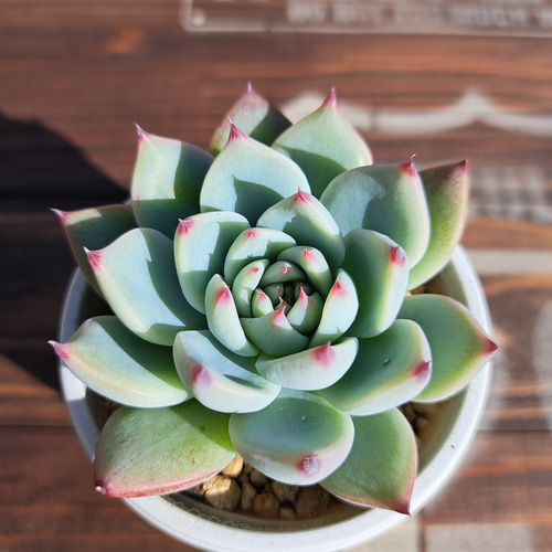 多肉植物 ミニ桃太郎♡ 抜き苗！ 1号プラ鉢付き！ 【公式通販】