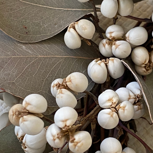 グリーンインテリア・ドライフラワー】ユーカリポポラスとナンキンハゼ