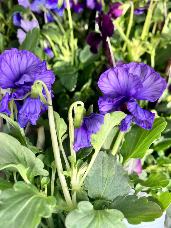 グランビオラ♪個性的な色合い♪アンティークカラー♪寄せ植え♪ガーデニング 12枚目の画像