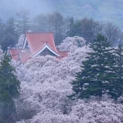 ＜ご注文分＞桜の海に浮かぶ高遠閣、他（A4 写真のみ） 1枚目の画像