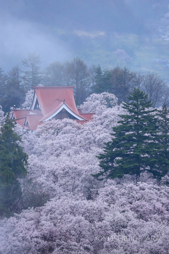 ＜ご注文分＞桜の海に浮かぶ高遠閣、他（A4 写真のみ） 1枚目の画像