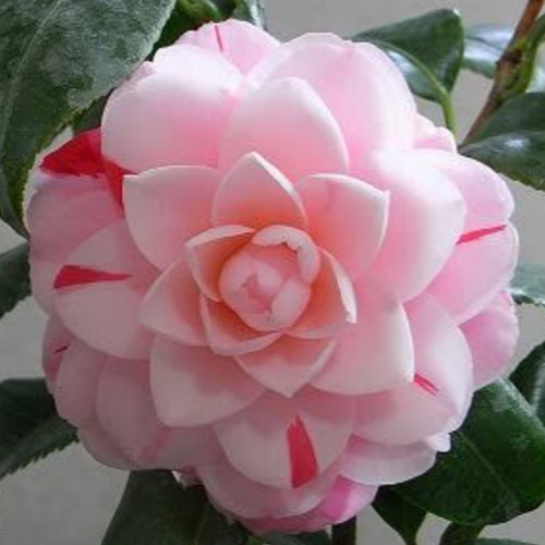 多摩の流れ　椿 00000150_eye_catch-740x440.jpg