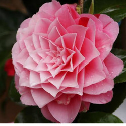 多摩の流れ　椿 00000150_eye_catch-740x440.jpg