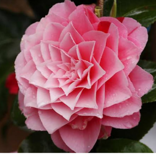 画像追 椿①【津川絞り】まるで幾何学模様のような花60cm以上 枝により