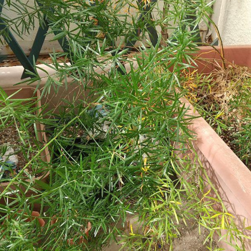 アスパラガス 10年以上栽培苗 売り切り値下げ 多肉植物 グリーン