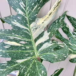 特大モンステラ＊イエローモンスター＊特大株＊斑入りモンステラ＊観葉植物 5枚目の画像