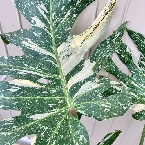 特大モンステラ＊イエローモンスター＊特大株＊斑入りモンステラ＊観葉