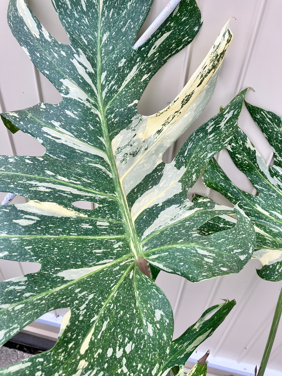 特大モンステラ＊イエローモンスター＊特大株＊斑入りモンステラ＊観葉植物 5枚目の画像