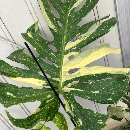 特大モンステラ＊イエローモンスター＊特大株＊斑入りモンステラ＊観葉