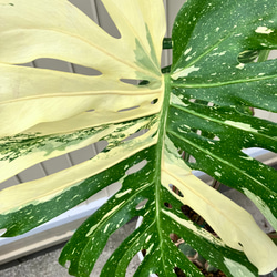 特大モンステラ＊イエローモンスター＊特大株＊斑入りモンステラ＊観葉植物 2枚目の画像