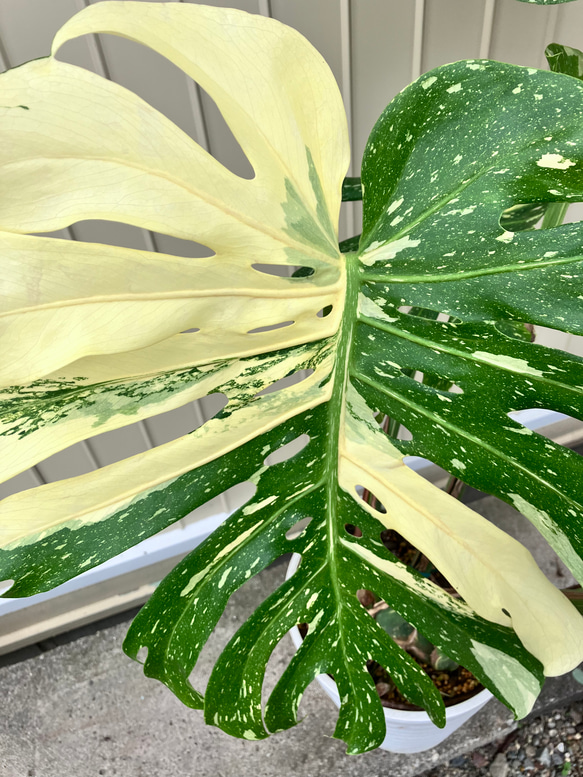 特大モンステラ＊イエローモンスター＊特大株＊斑入りモンステラ＊観葉植物 2枚目の画像