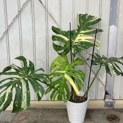 特大モンステラ＊イエローモンスター＊特大株＊斑入りモンステラ＊観葉植物 8枚目の画像