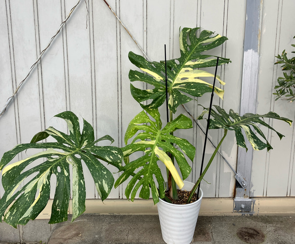 特大モンステラ＊イエローモンスター＊特大株＊斑入りモンステラ＊観葉植物 8枚目の画像