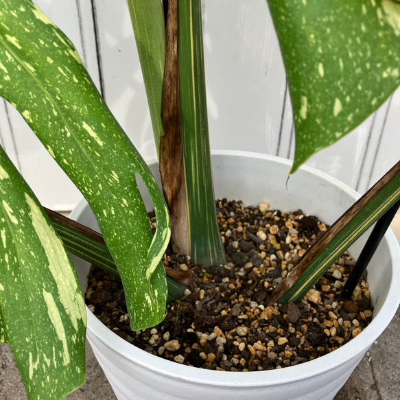 特大モンステラ＊イエローモンスター＊特大株＊斑入りモンステラ＊観葉植物 12枚目の画像