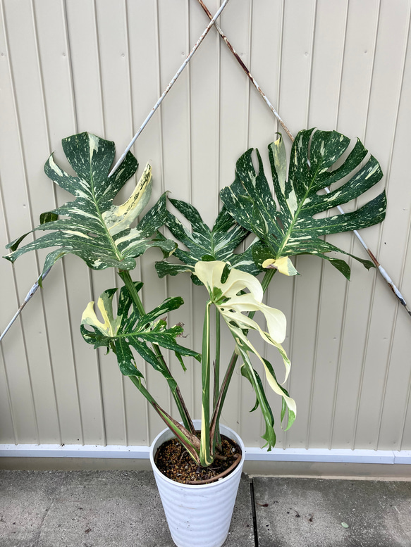 特大モンステラ＊イエローモンスター＊特大株＊斑入りモンステラ＊観葉植物 1枚目の画像
