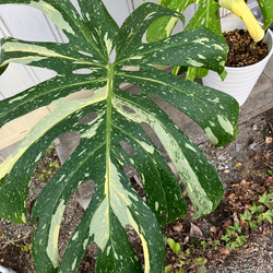 特大モンステラ＊イエローモンスター＊特大株＊斑入りモンステラ＊観葉植物 6枚目の画像