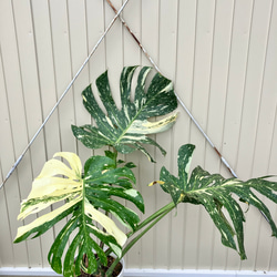 特大モンステラ＊イエローモンスター＊特大株＊斑入りモンステラ＊観葉植物 7枚目の画像