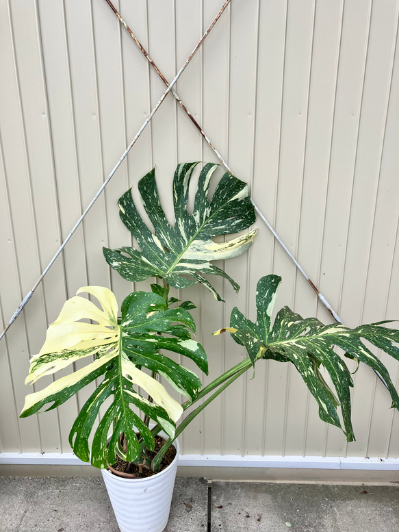 特大モンステラ＊イエローモンスター＊特大株＊斑入りモンステラ＊観葉植物 7枚目の画像