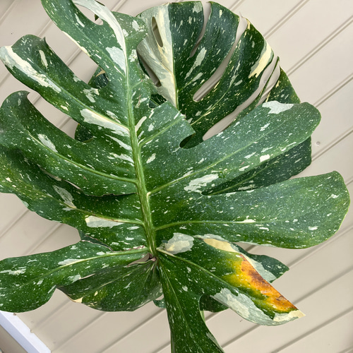 特大モンステラ＊イエローモンスター＊特大株＊斑入りモンステラ＊観葉
