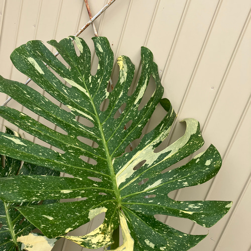 特大モンステラ＊イエローモンスター＊特大株＊斑入りモンステラ＊観葉