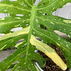 特大モンステラ＊イエローモンスター＊特大株＊斑入りモンステラ＊観葉植物 10枚目の画像